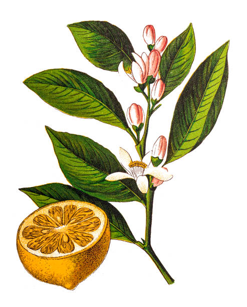 лимон (цитрусовая лимона) - limon province stock illustrations