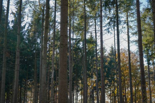 istock Leaves and trees in an wonderful November 1081375064