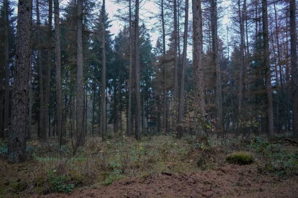 istock Leaves and trees in an wonderful November 1081375780