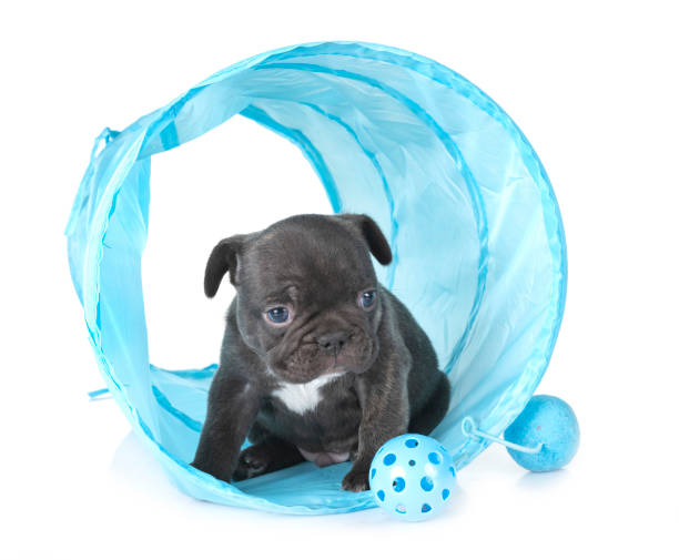 istock puppy french bulldog 1081379120