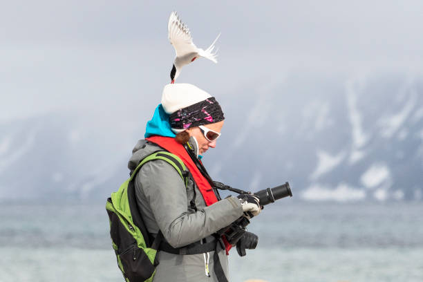 Arctic tern attacking photographer on Prins Karls Forland, Svalbard Islands, Arctic, Longyearbyen, Northern Europe, Norway