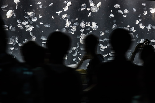 People looking at Jellyfish at the aquarium.

Note for inspectors: Sorry, can you reconsider this? The scenery is pretty unrecognizable and haven't been an issue in the past, I'm seeing very similar uploads (event recent ones): 
https://www.istockphoto.com/photo/looking-at-the-fish-in-a-big-aquarium-gm1072178808-286922260
https://www.istockphoto.com/photo/mother-and-daughters-looking-at-the-fish-in-a-big-aquarium-gm668226096-122018737
https://www.istockphoto.com/photo/serious-boy-looking-in-aquarium-with-tropical-fish-gm1055171006-281943742
https://www.istockphoto.com/photo/jellyfish-gm1064691994-284686725
https://www.istockphoto.com/photo/father-and-little-daughter-watching-fishes-in-large-aquarium-gm912416526-251187073
https://www.istockphoto.com/photo/aquarium-tourist-silhouettes-watch-fish-gm526283432-92568659