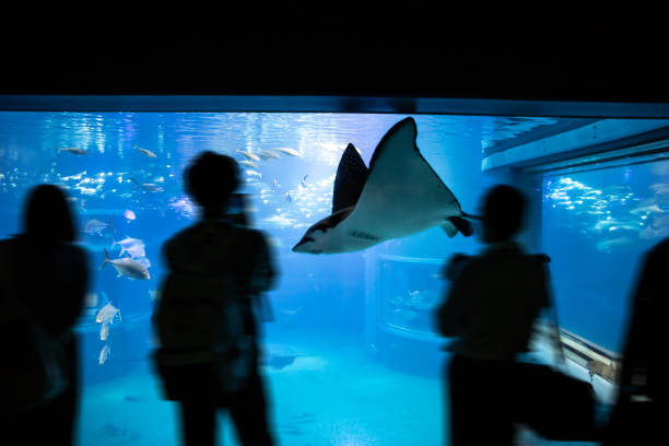 istock People admire different fishes in aquarium 1081388854