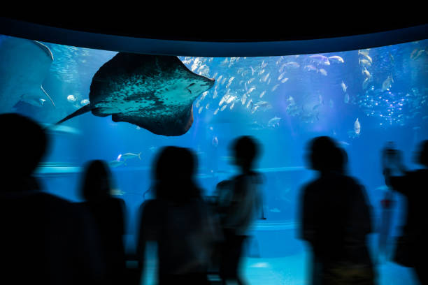 istock People admire different fishes in aquarium 1081388886