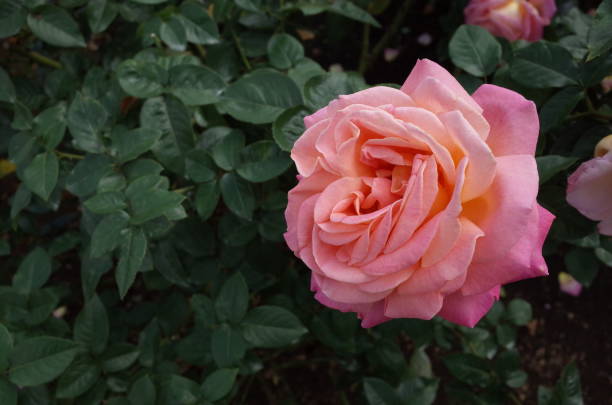 Rose 'Chicago Peace' - Light Pink and Cream stock photo
