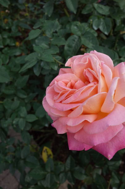 istock Rose 'Chicago Peace' - Light Pink and Cream 1081389026