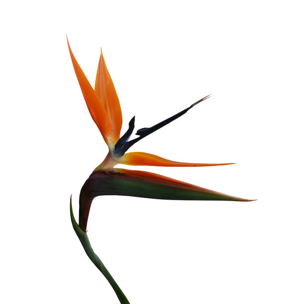 istock Birf of Paradise flower isolated 1081389068