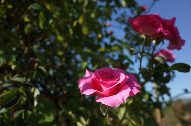 istock Rose 'Cl. Roseurara' - Pink 1081389980