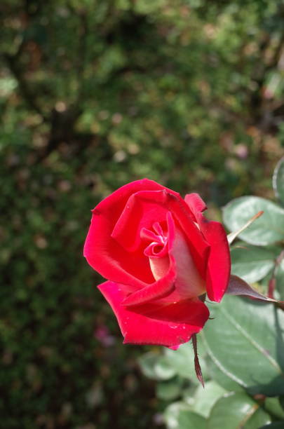 istock Rose 'Colorama' - Pink 1081392252