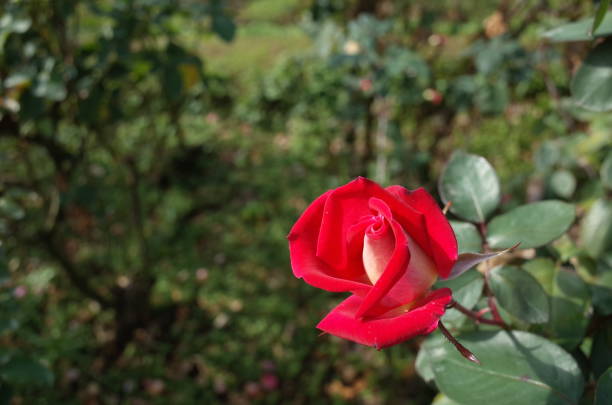 istock Rose 'Colorama' - Pink 1081392294