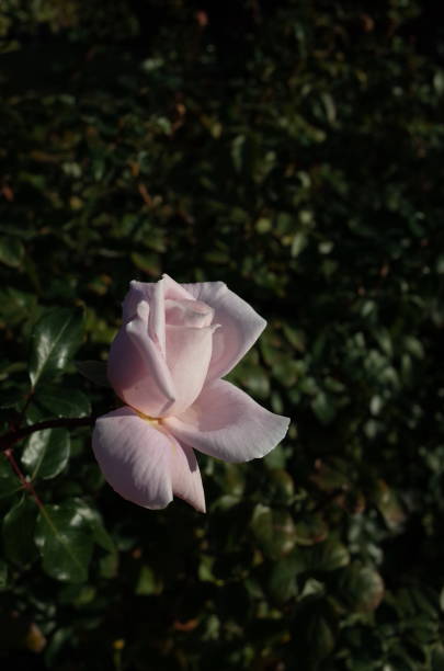 istock Rose 'Constanze Mozart' - Light Pink 1081393862