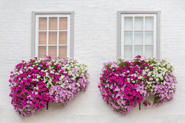 istock White facade with windows and flowers in flower boxes 1081397928