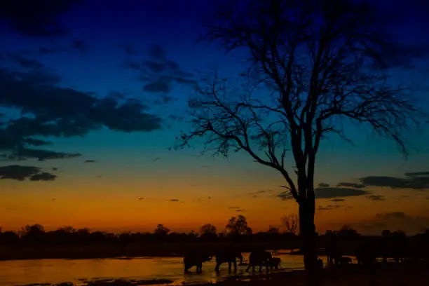 Photo of Herd of Elephants at sunset, Khwai river, Okavango, Botswana, Africa