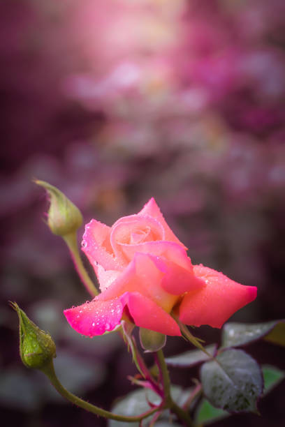 istock Red rose flower in drops 1081402542