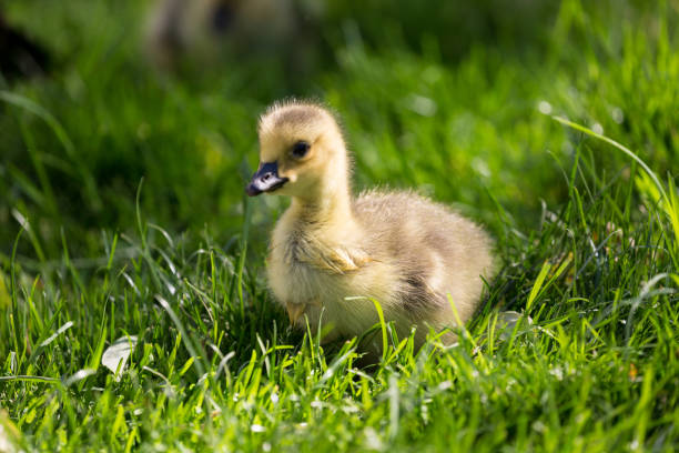 istock Young canadian goose on the ground 1081403408
