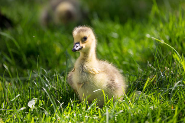 istock Young canadian goose on the ground 1081403436