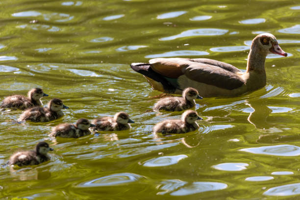 istock Young canadian goose on the ground 1081404164