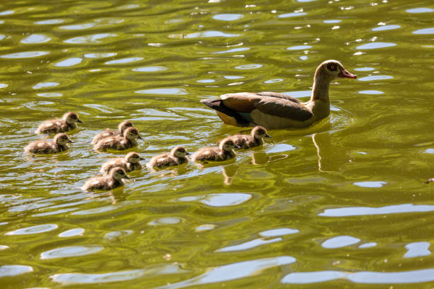 istock Young canadian goose on the ground 1081404190