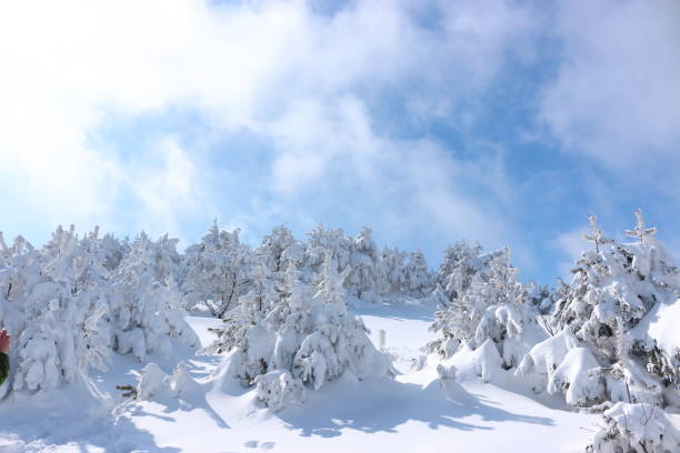 istock Mt. Hanla, Snowy, Snowflakes, 1081405384