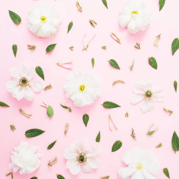 istock Floral pattern with white spring flowers and leaves on pink background. Floral spring background. Flat lay, top view. 1081412500