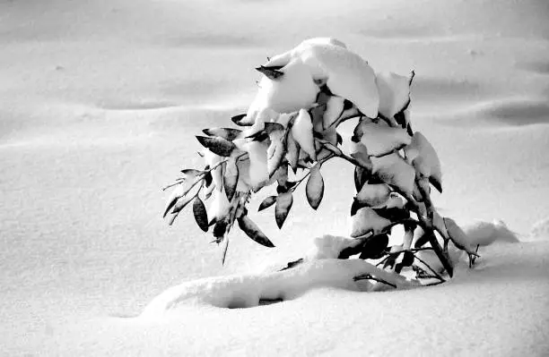 A small Australian gum tree has almost collapsed under the weight of the snow covering it. The snow around it is untouched. The photo is in black and white.