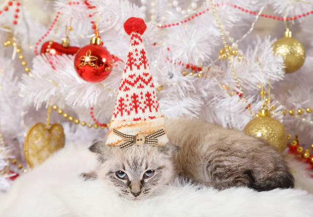 istock Cute little kitten in a Christmas cap 1081418892
