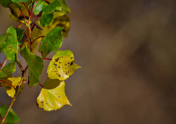 Tree leaves that start to change color in autumn and with the background blurred.