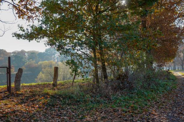 istock Leaves and trees with an wonderful river in the background 1081422530