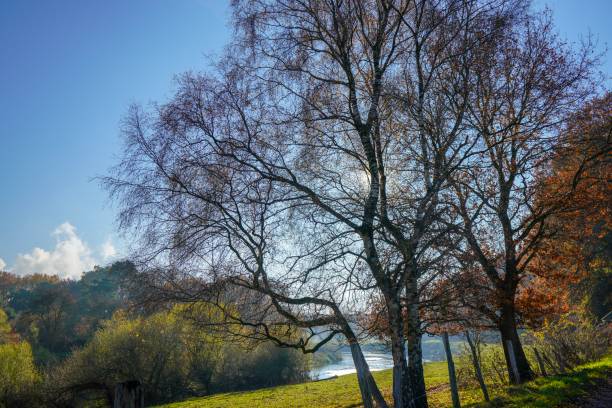 istock Leaves and trees with an wonderful river in the background 1081422534