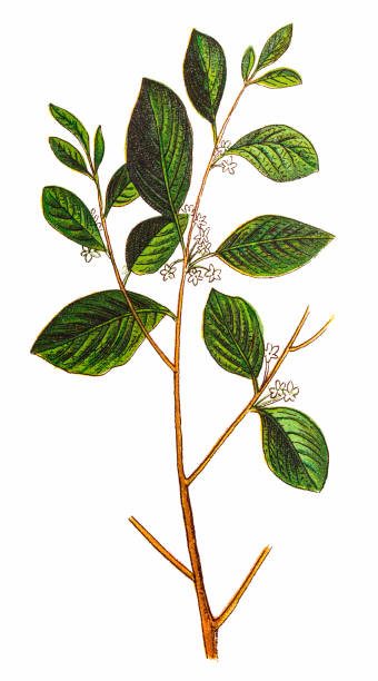 Rhamnus frangula, (Frangula alnus), the alder buckthorn Illustration of a Rhamnus frangula, (Frangula alnus), the alder buckthorn alder tree drawing stock illustrations