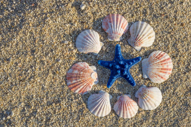 istock Blue starfish and shells circularly arranged on sand at the beach. 1081429940