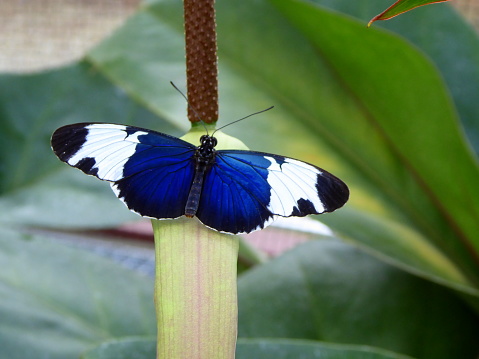 Blauer Pracht-Passionsfalter - beautiful blue Butterfly on a plant