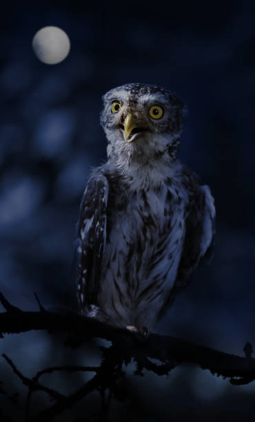 istock Little owl sitting on a branch in the night forest 1081431482