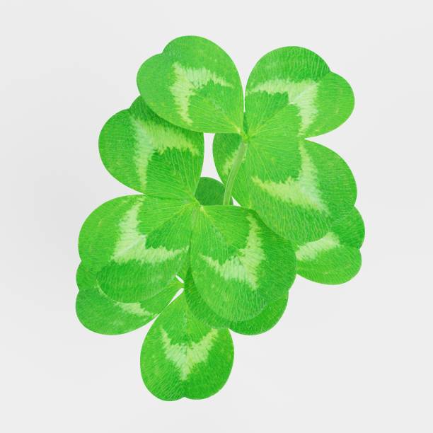 istock Realistic 3D Render of Clover Plant 1081436872