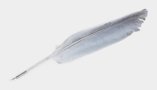 istock Realistic 3D Render of Quill 1081437834