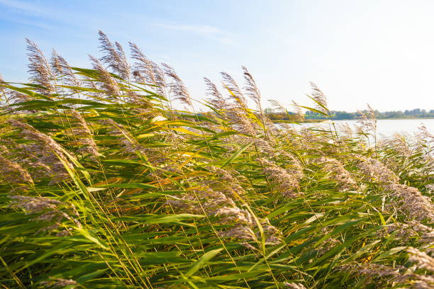 cerca y lejos en el lago - grass lake fotografías e imágenes de stock