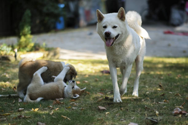 madre che gioca con i suoi cuccioli - foto stock