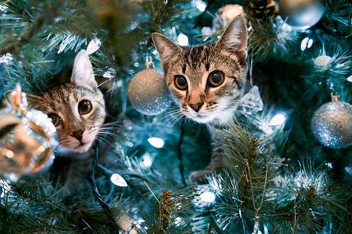 Two kittens pocking their heads out of a Christmas tree after being caught climbing in it.