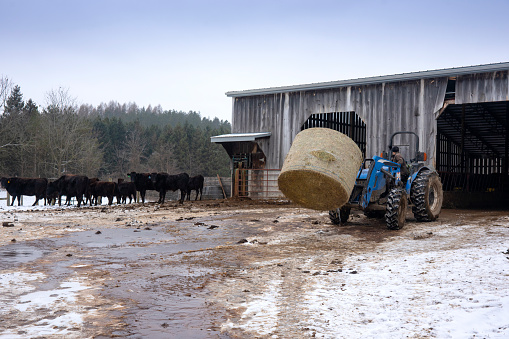 A farmer moving a hay bale to a beef cattle barn on a winter day.