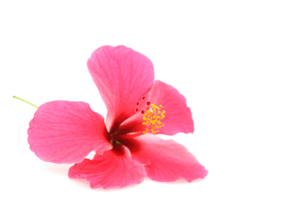 istock Pink hibiscus isolated on white background 1081447294