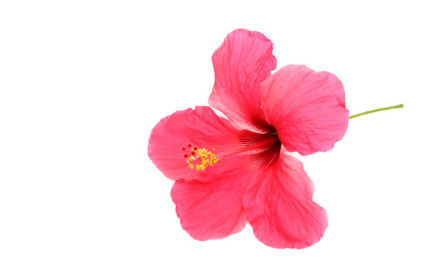 istock Beautiful pink hibiscus flower on white background 1081449542