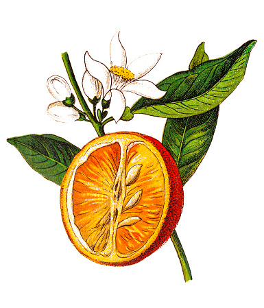 Illustration of a Citrus aurantium (Bitter orange, Seville orange, sour orange, bigarade orange, marmalade orange) (Citrus vulgaris)