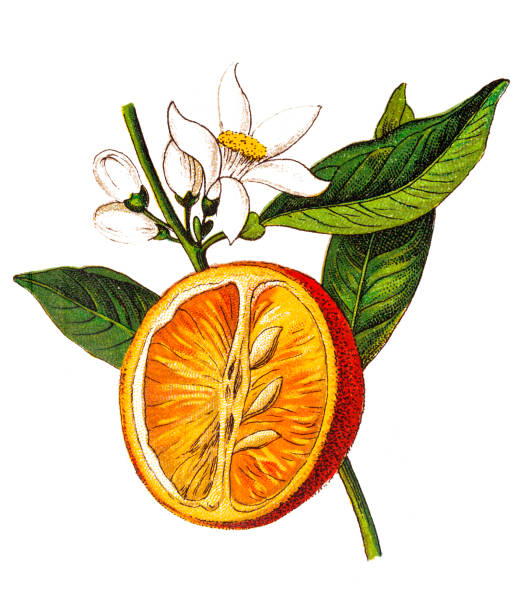 Citrus aurantium (Bitter orange, Seville orange, sour orange, bigarade orange, marmalade orange) (Citrus vulgaris) Illustration of a Citrus aurantium (Bitter orange, Seville orange, sour orange, bigarade orange, marmalade orange) (Citrus vulgaris) orange flowers on white stock illustrations