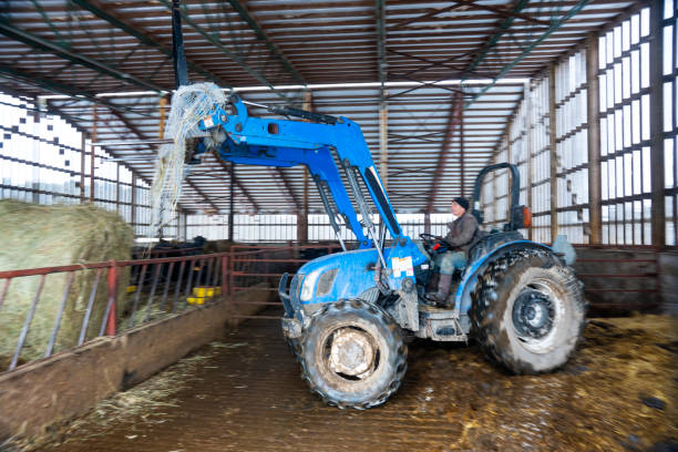 A farmer moving a hay bale to a beef cattle barn on a winter day.