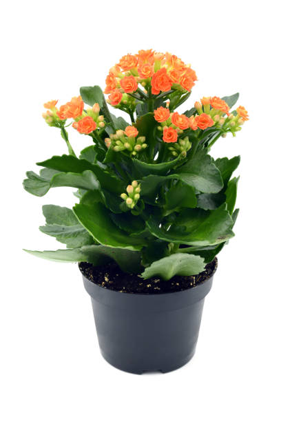 istock Kalanchoe blossfeldiana flowerpot at white isolated background. 1081462426