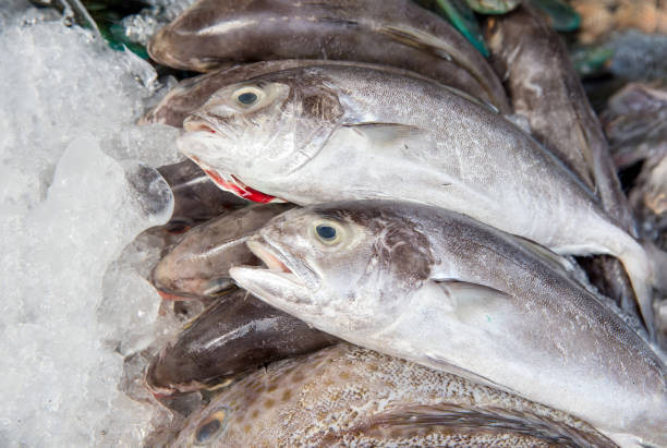 istock fresh fish seafood in market closeup background. 1081464148