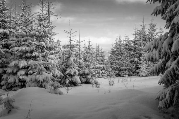 istock Winter in the Polish Tatra Mountains. 1081464492