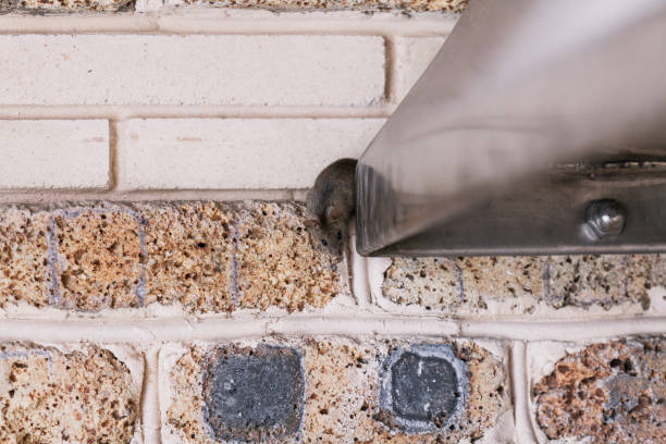 istock Little gray mouse crawls out of  metal construction 1081467472