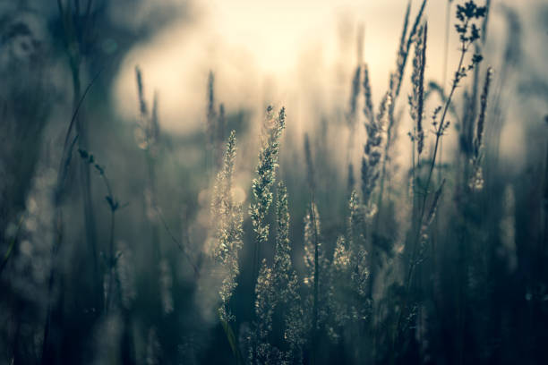 istock Feather grass in the field at summer sunset 1081468878