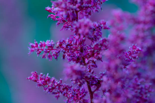 istock Purple garden flowers with the blurred background 1081468908